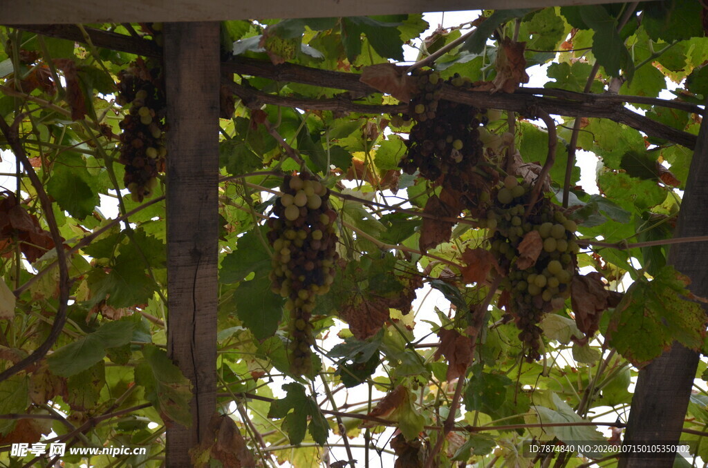 葡萄藤下的成熟紫葡萄