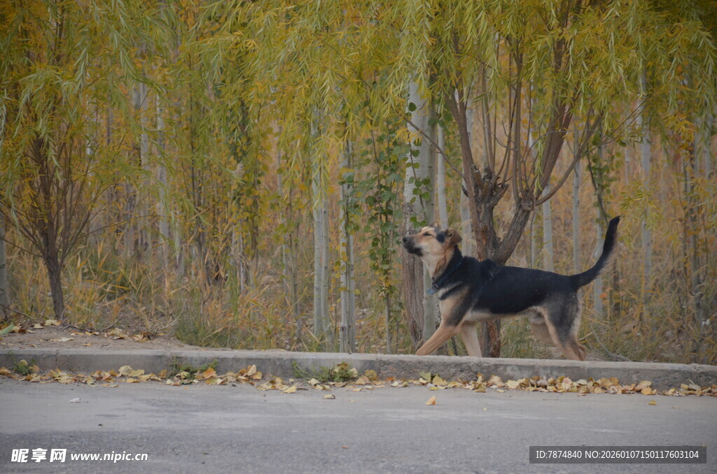 黑狗在户外草地欢快奔跑