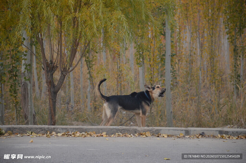 路边黑狗站立于树木旁