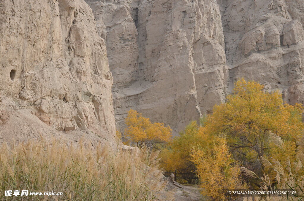 秋日崖壁旁的金黄植被
