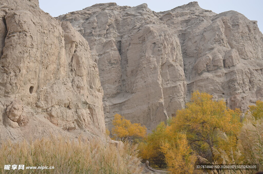 秋日峡谷边的金黄植被