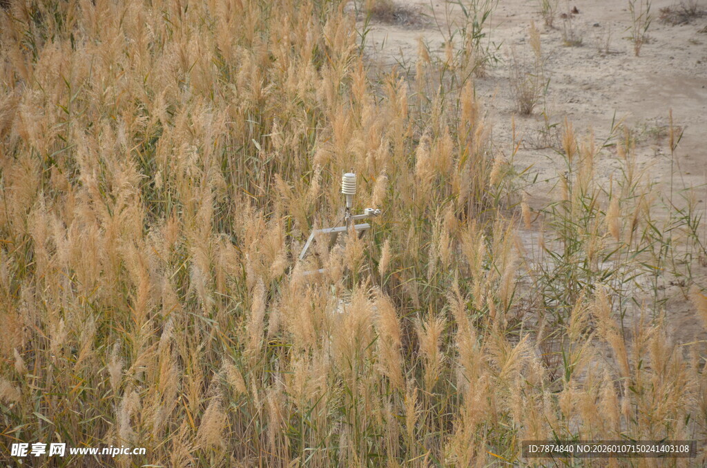 金黄芦苇丛
