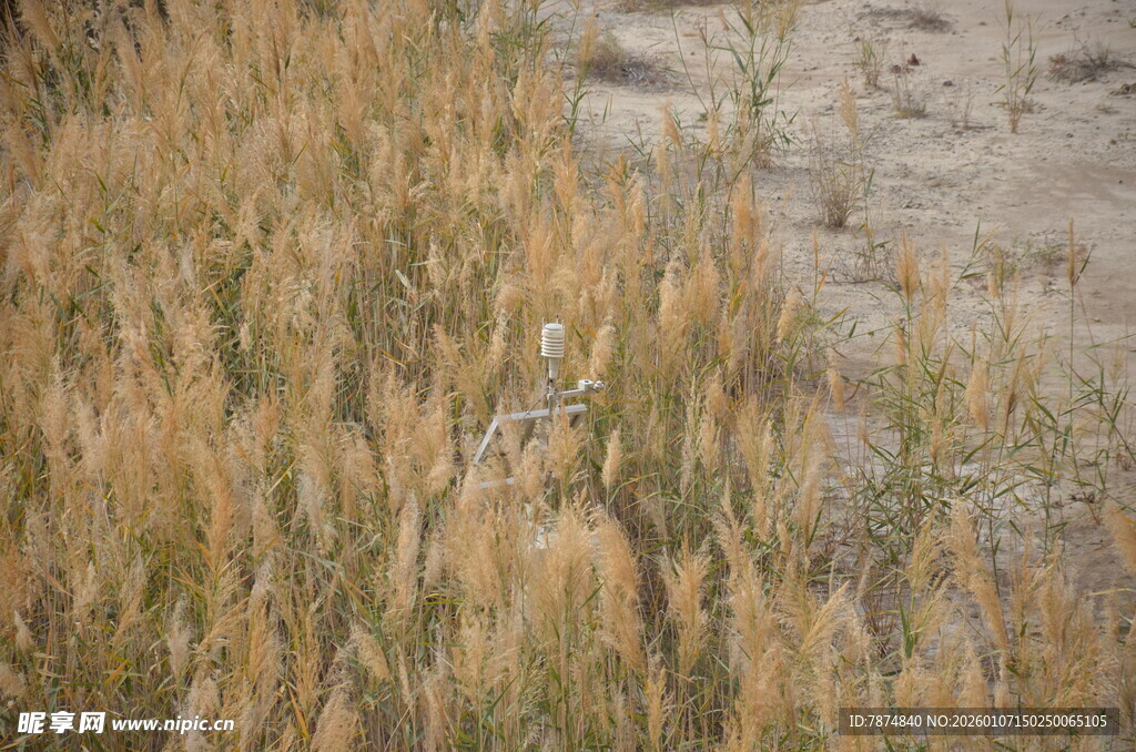 金黄芦苇丛中的自然景致