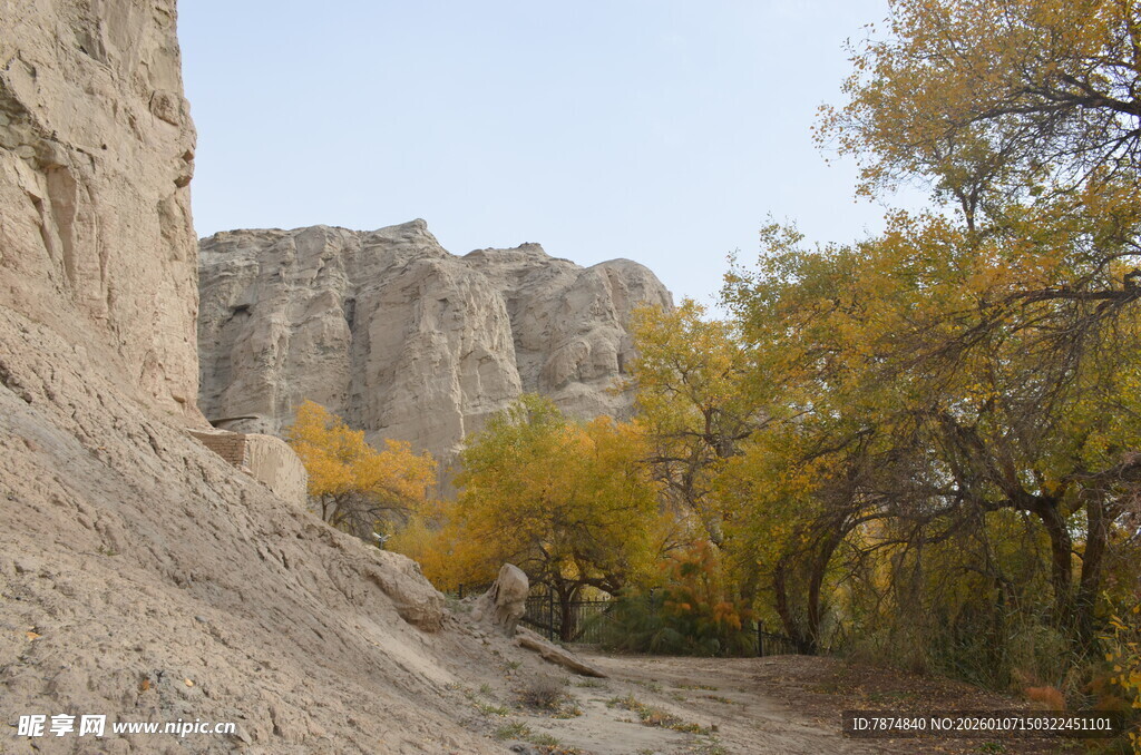 秋日峡谷边的金黄树木