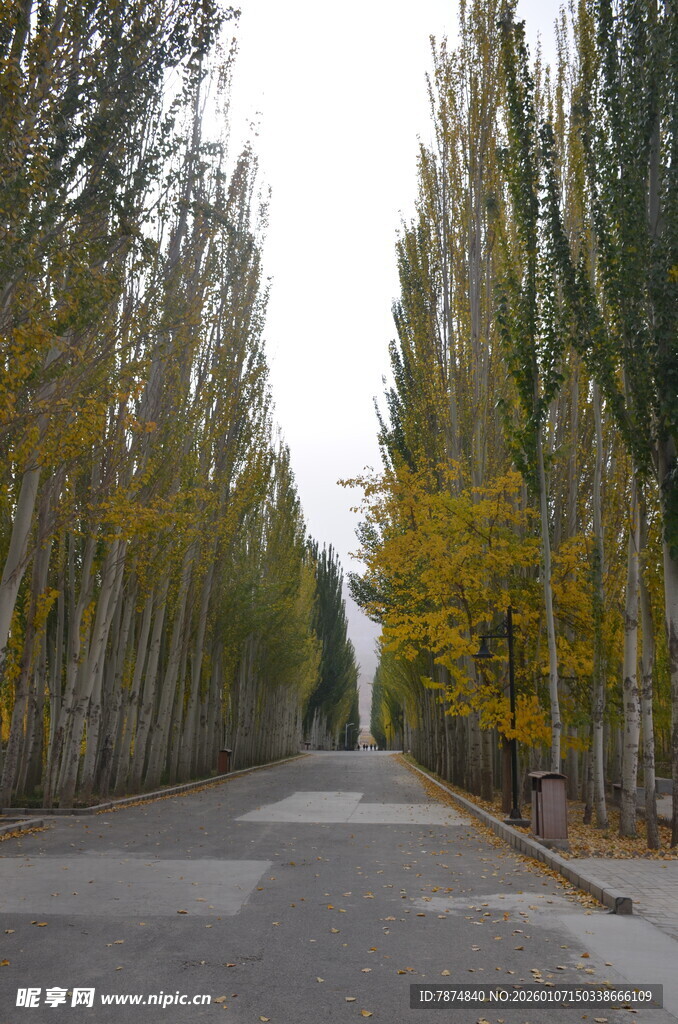 秋日林荫道美景