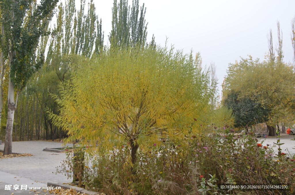 秋日路旁黄绿相间的树木