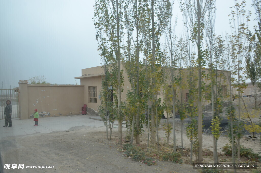 乡村院落旁的树木景观