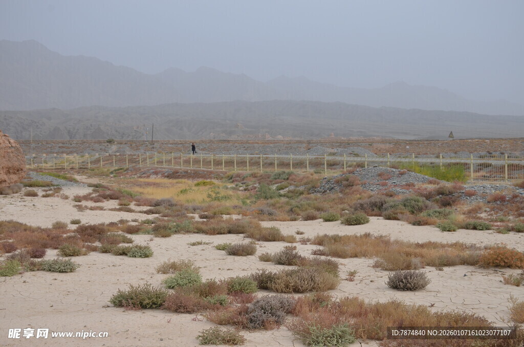 荒漠中的稀疏植被景观