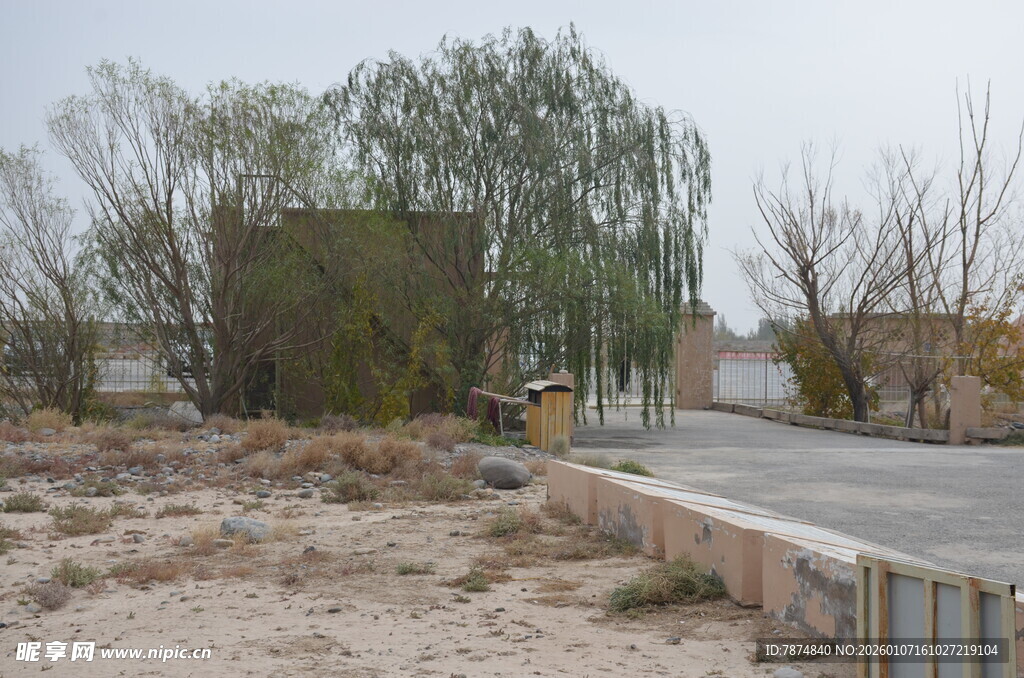 乡村路边的老旧房屋与树木