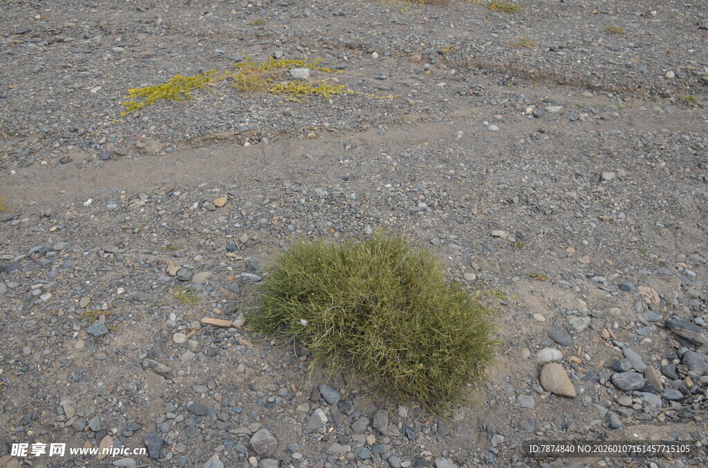 沙漠中的绿色小灌木