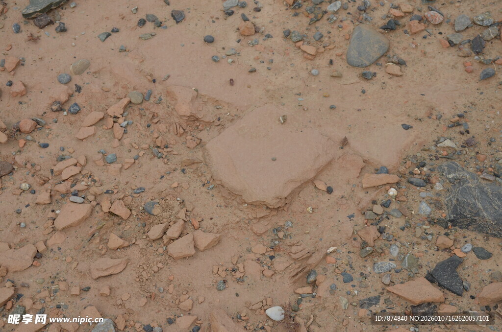 地面上的动物脚印痕迹