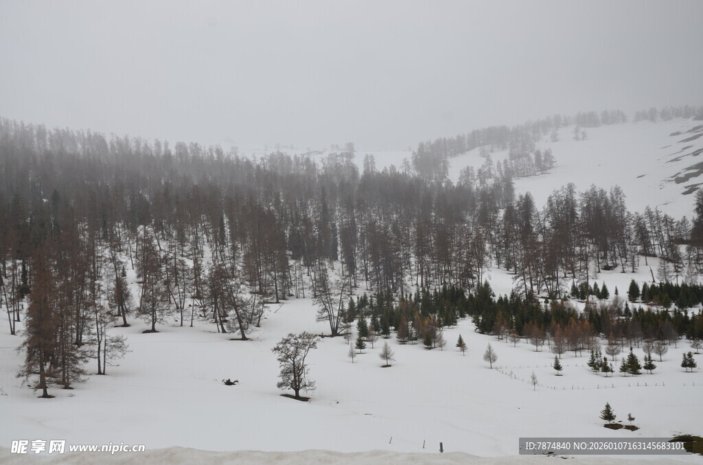 冬日雪景中的山林景观