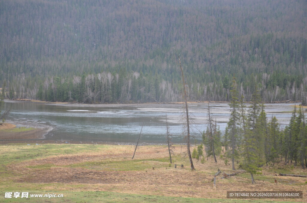山间河流旁的稀疏树林