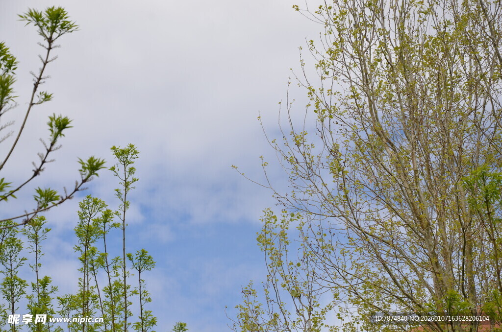 春日树梢 蓝天相伴