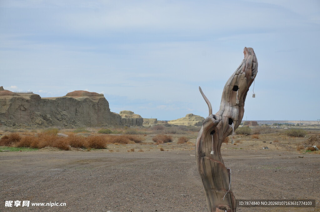 荒漠枯木 尽显苍凉之美