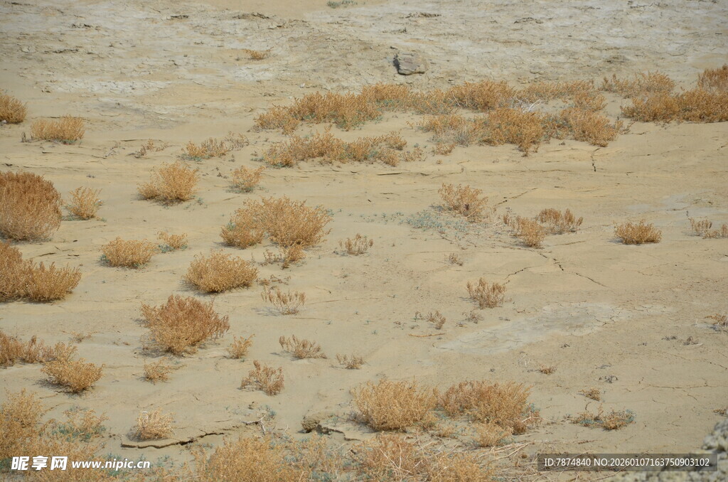 沙漠中的稀疏枯黄植被