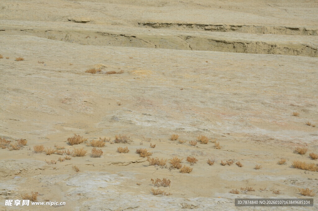 沙滩上的动物脚印痕迹