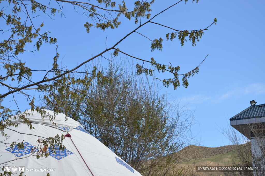 户外帐篷旁的绿植与蓝天