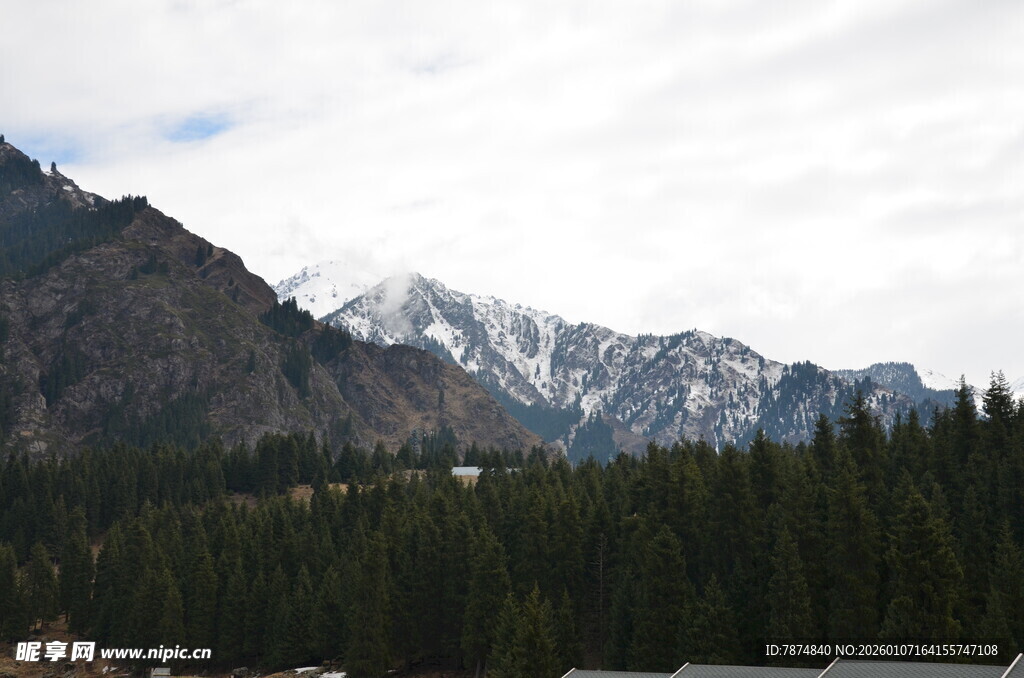 雪山下的茂密森林景观