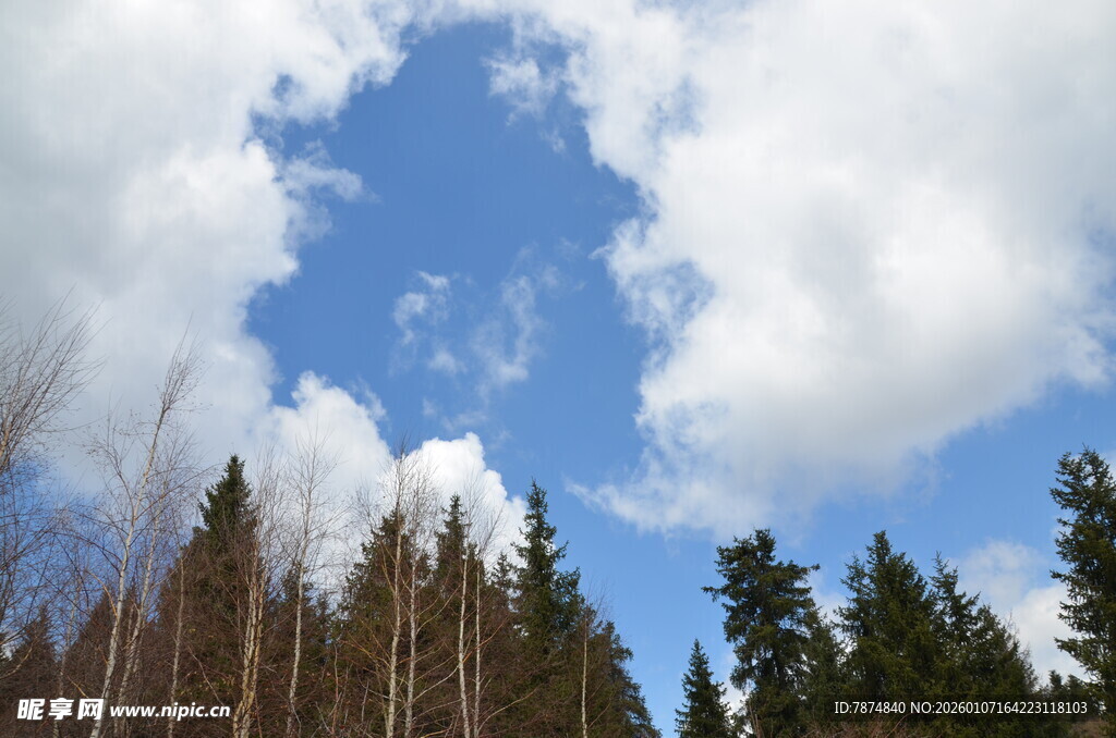 蓝天白云下的茂密树林