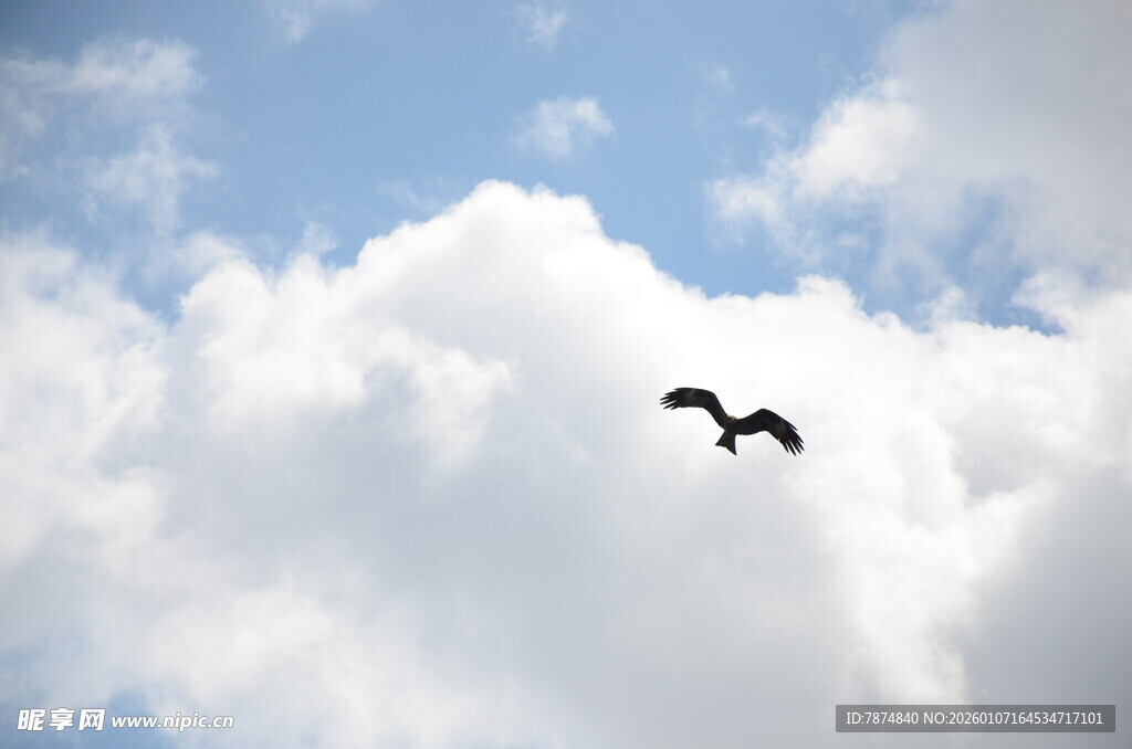 飞鸟翱翔于蓝天白云间