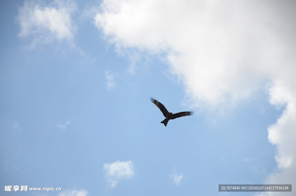 蓝天中翱翔的飞鸟