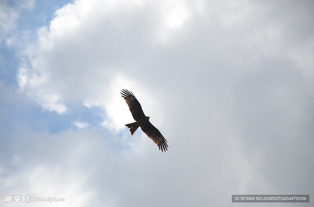 天空中翱翔的飞鸟