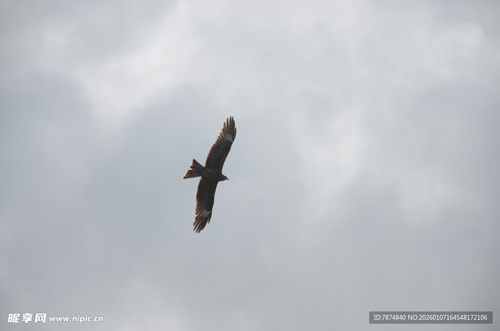天空中翱翔的飞鸟