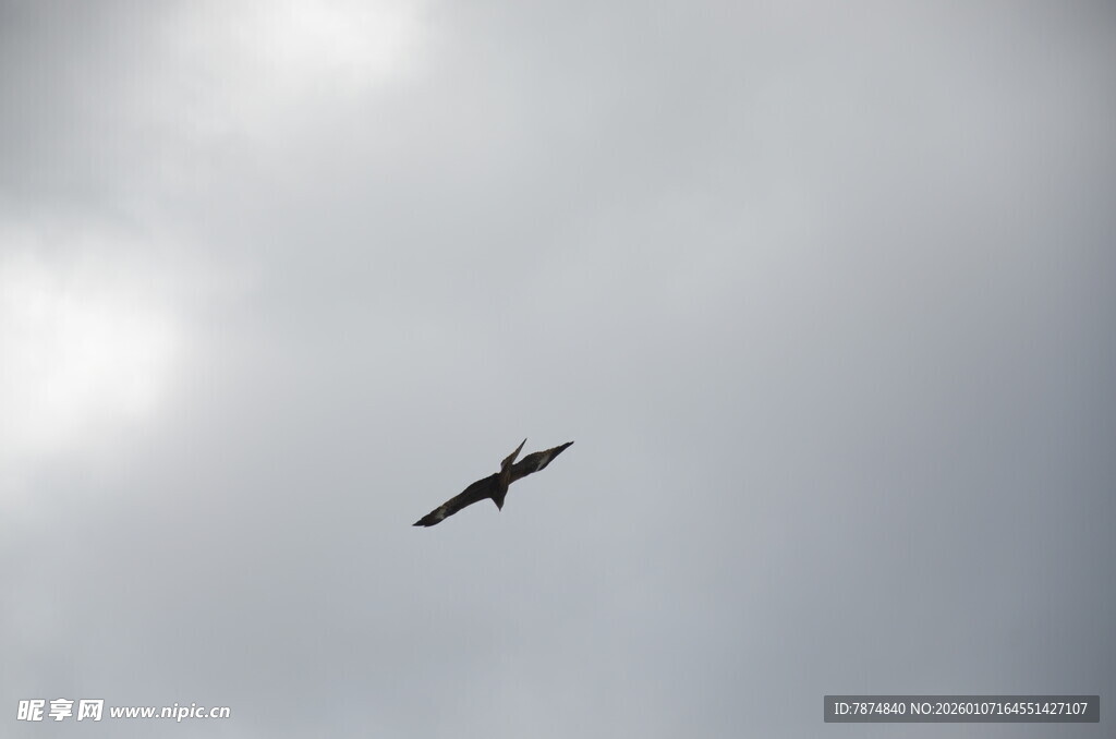 天空中翱翔的飞鸟