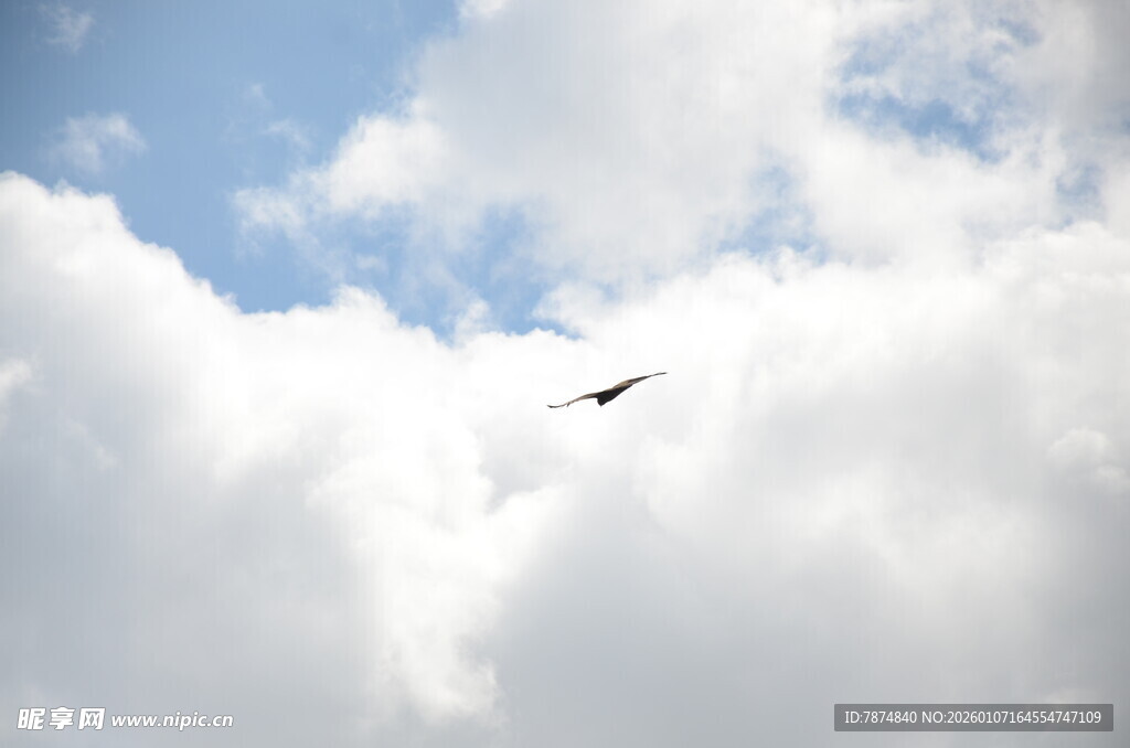 天空中飞翔的鸟儿