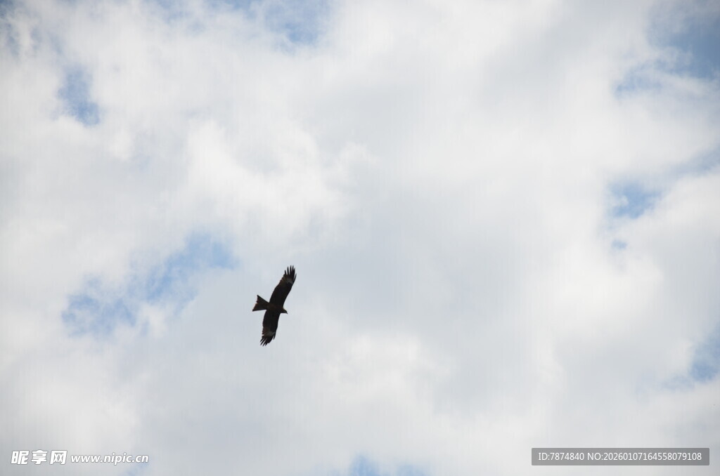 天空中翱翔的飞鸟