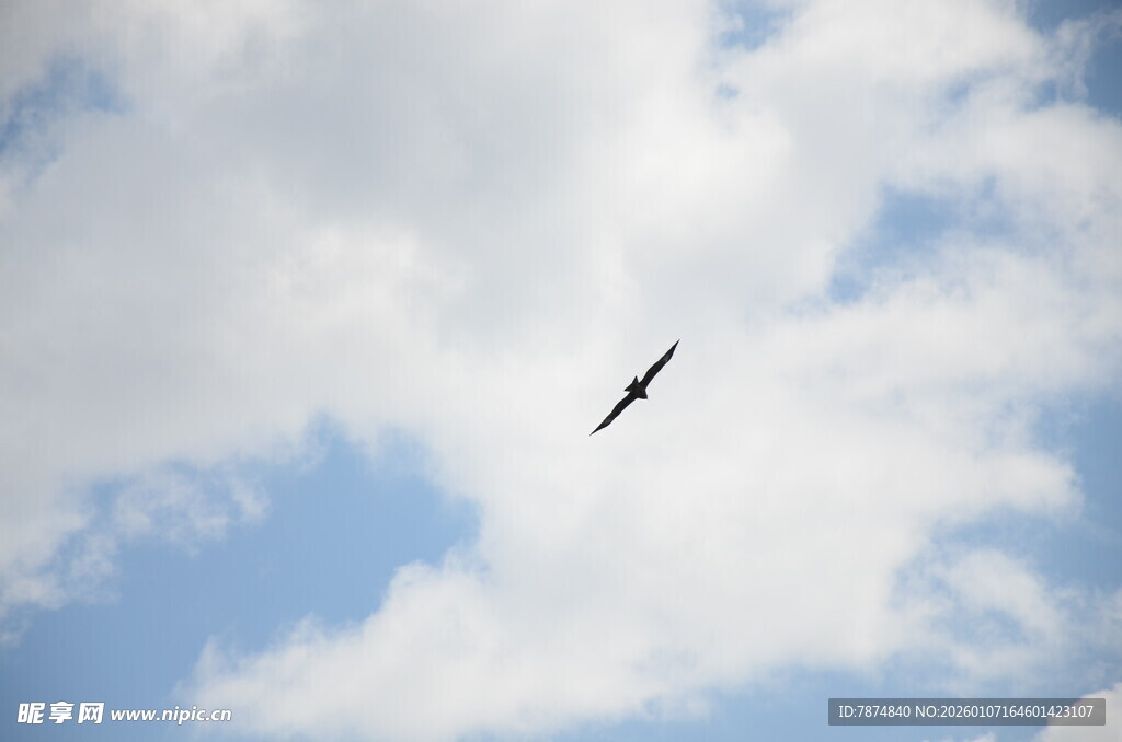 蓝天中翱翔的飞鸟