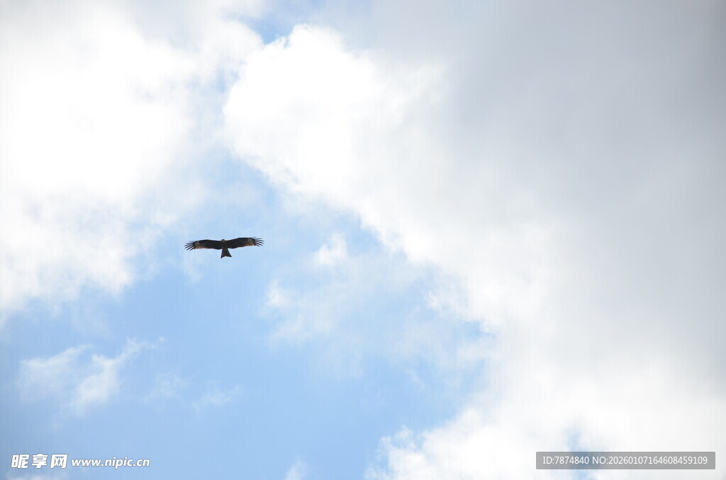 蓝天中翱翔的飞鸟
