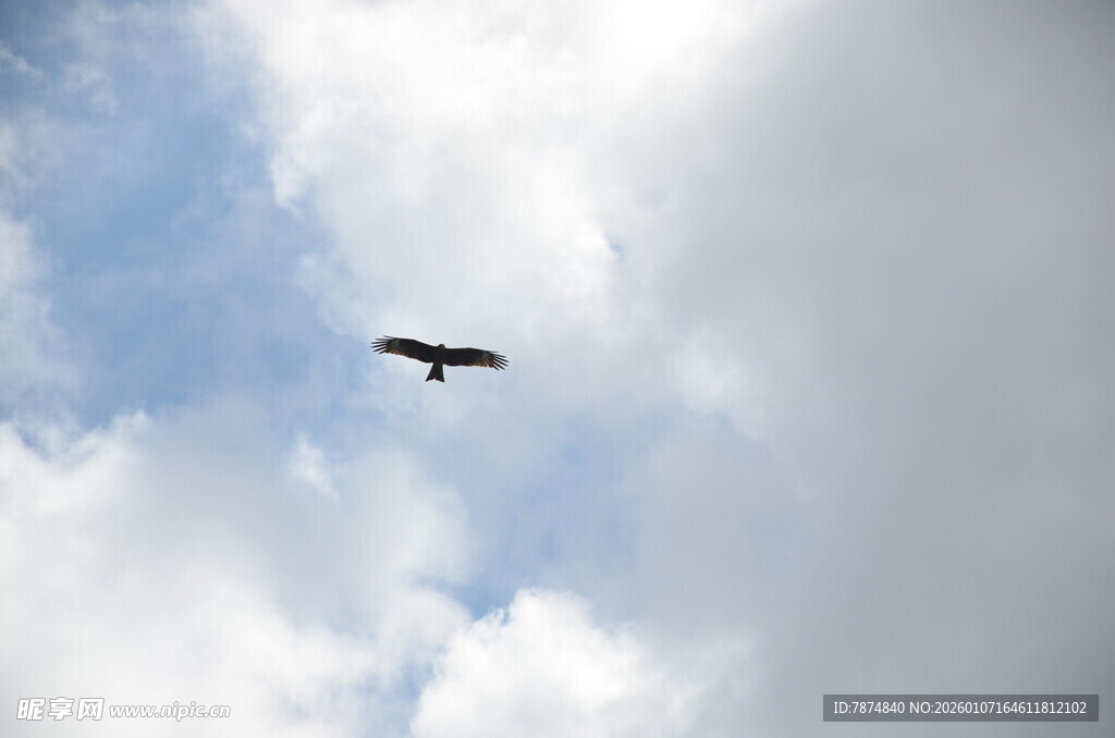 天空中翱翔的飞鸟
