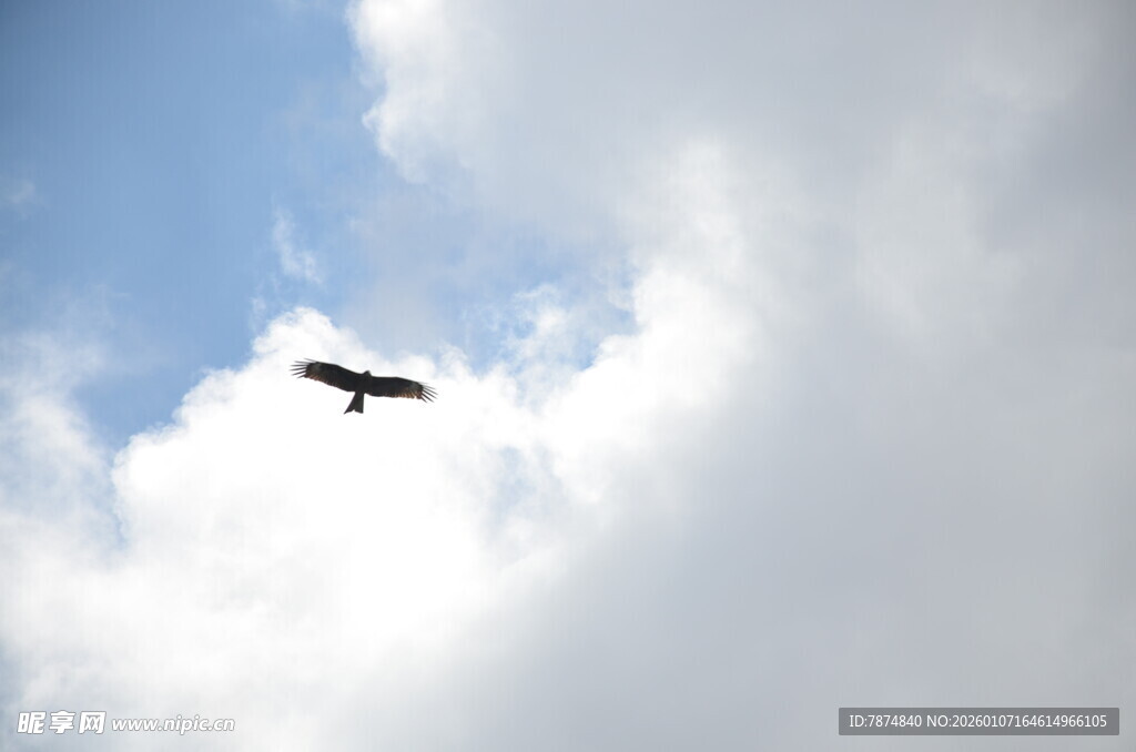 天空中翱翔的飞鸟