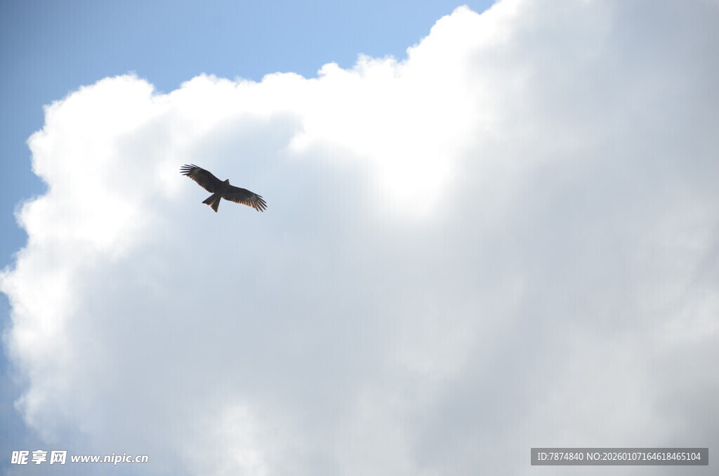 天空中翱翔的飞鸟
