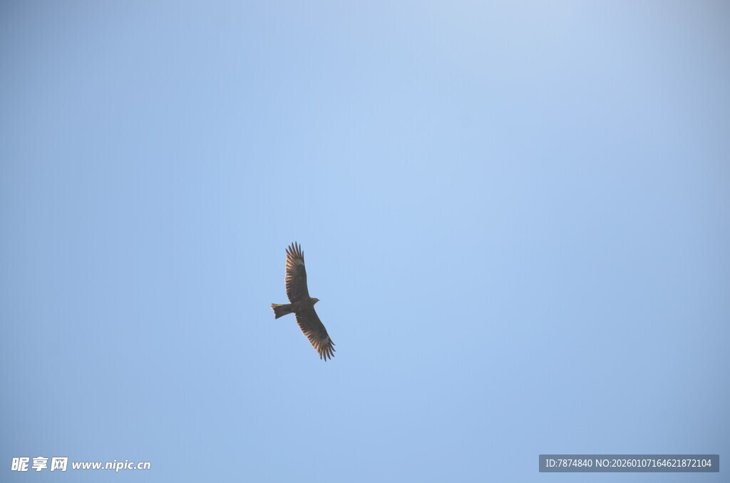 蓝天中翱翔的飞鸟