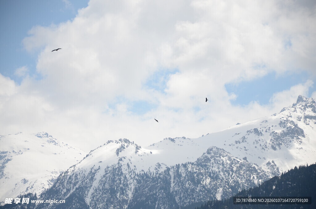 雪山蓝天飞鸟壮丽景致