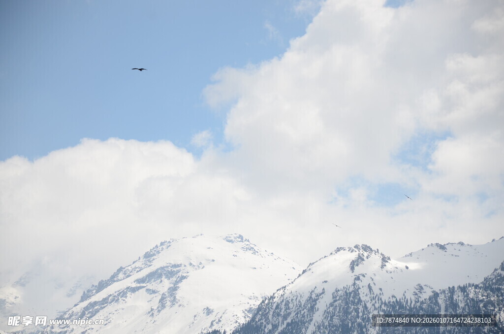 雪山蓝天飞鸟壮丽景致