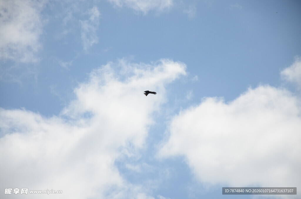 天空中飞翔的鸟儿