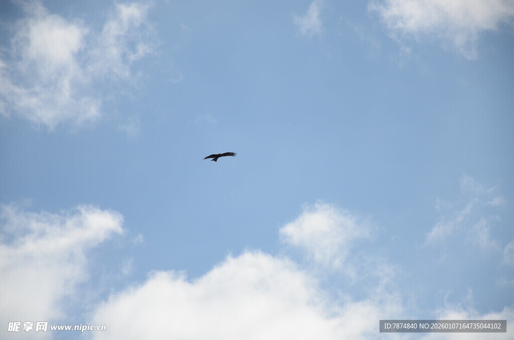 蓝天中翱翔的飞鸟
