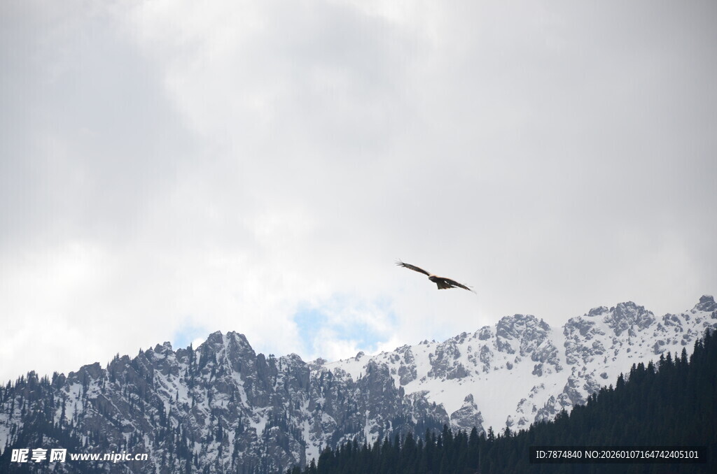 雪山之上飞鸟翱翔