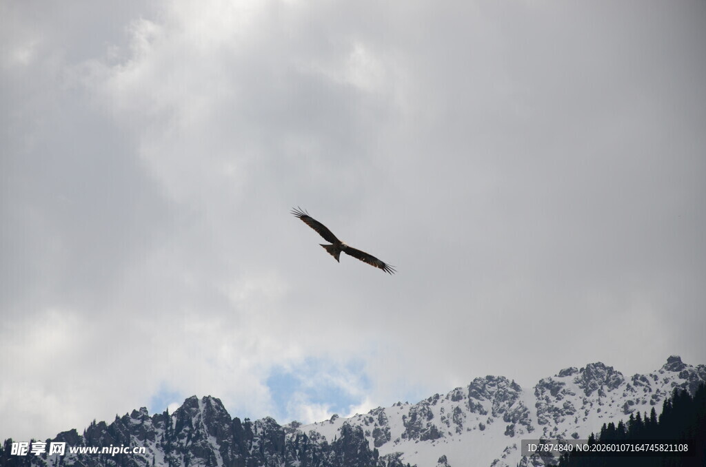 高山之上雄鹰展翅翱翔