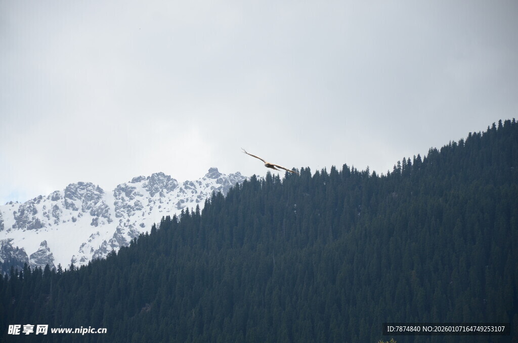 山林间的雪山与飞鸟