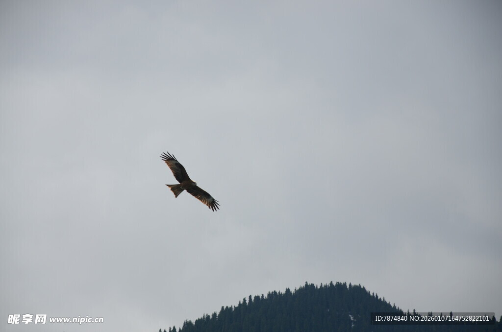 天空中翱翔的雄鹰