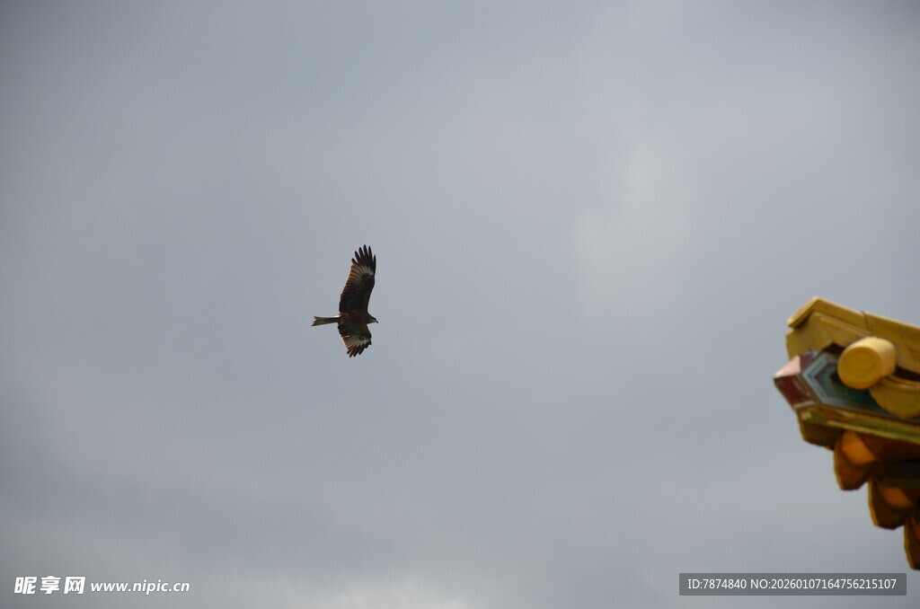 天空中飞翔的鸟与游乐设施