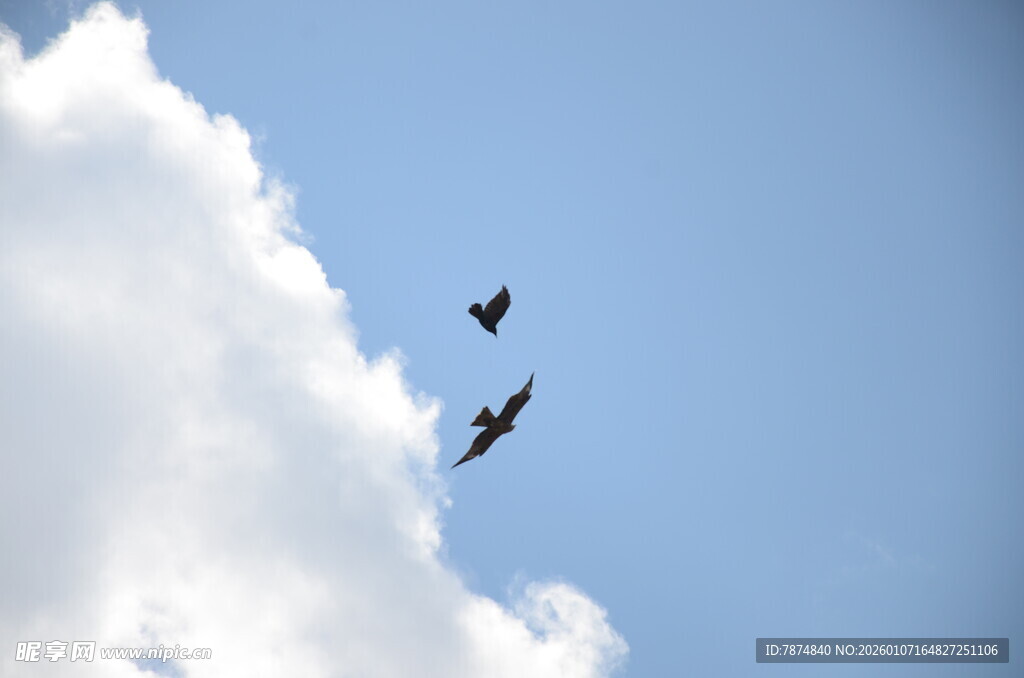 蓝天中飞翔的两只鸟儿