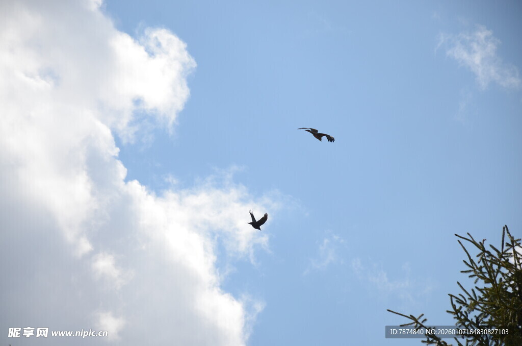 天空中飞翔的两只鸟儿