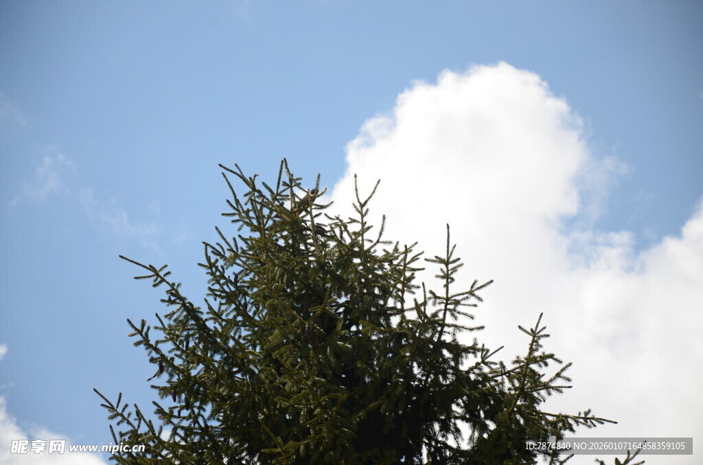 蓝天绿树间的清新景致