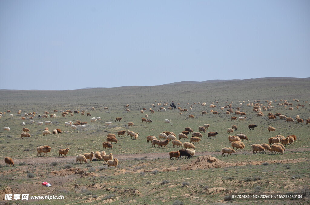 草原上的动物群